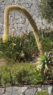2025-01-GC-Santa_Lucia-032.jpg